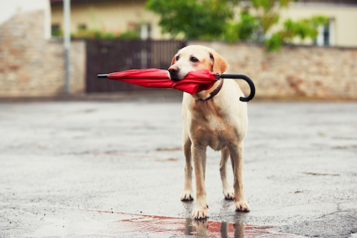 雨の日の犬の散歩 知っておきたい雨の日散歩５つのポイント Pet Note