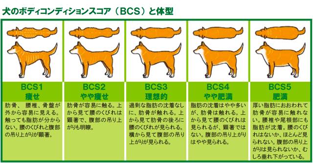 肥満注意 ゴールデンレトリバーの体重管理に役立つ7つのこと Pet Note