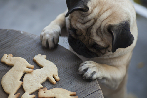 ワンちゃんはドッグフードブッチを食べない 口コミから検証します Pet Note